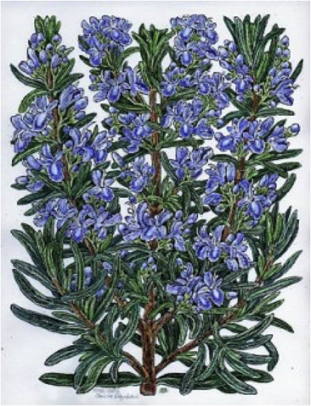Rosmarin Rosmarin, Phytotherapie ausbildung